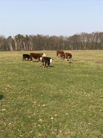 Natuur-Like Glamping In Bosland NeerNeerpelt Zewnętrze zdjęcie