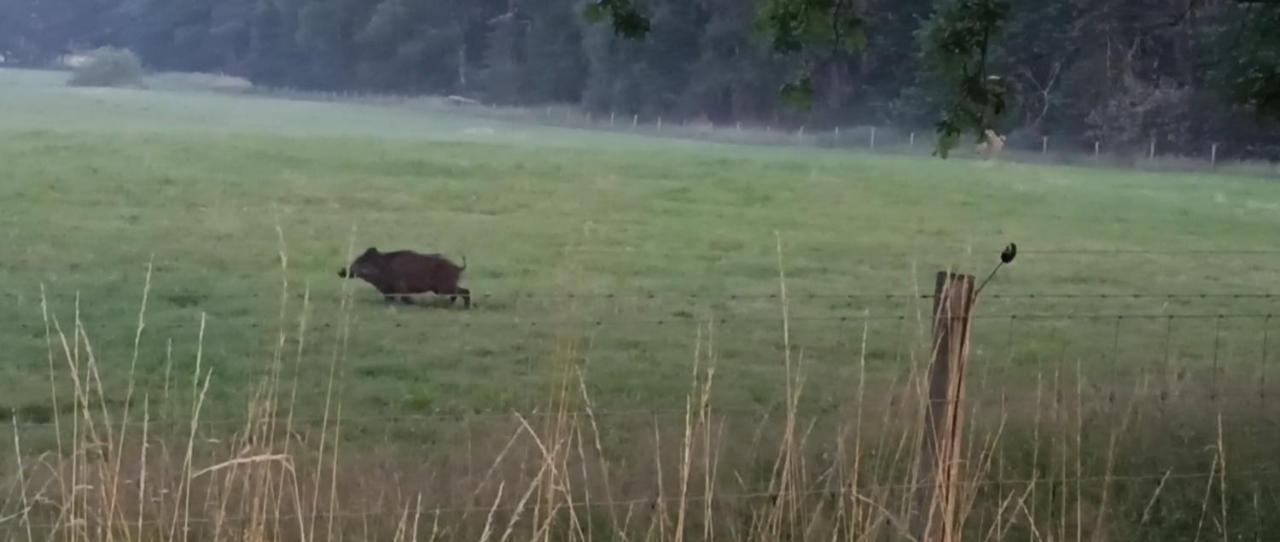 Natuur-Like Glamping In Bosland NeerNeerpelt Zewnętrze zdjęcie